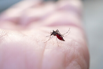 Aedes aegypti mosquitoes on human hand