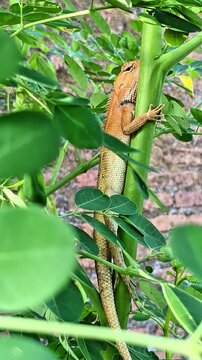 oriental garden lizard on a plant stem, what kind of lizard has an orange head, close up of calotes versicolor in nature