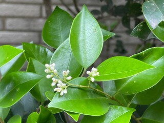 5月のネズミモチの蕾 2025/5/19