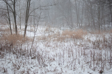Winter walk in the park