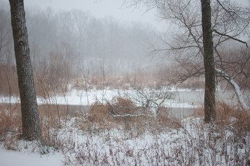 Winter walk in the park