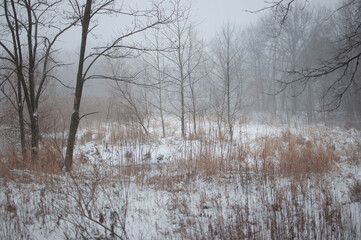 Winter walk in the park