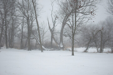 Winter walk in the park