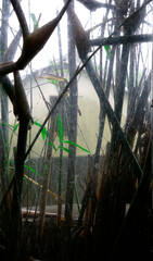 Bamboo shadow viewed through window glass