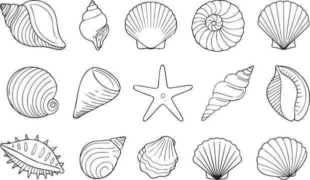 Set of 14 seashell and starfish illustrations vector