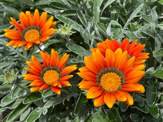 神田川5月：ガザニアの花 2025/5/16