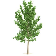 Isolated Young Tree on Black Background: A Symbol of Growth and Resilience