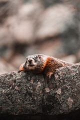 Marmot laying on a Log
