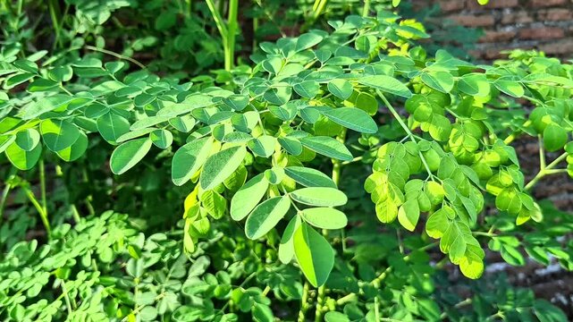 moringa oleifera, growing moringa tree at home, nutritional value of fresh moringa leaves