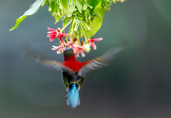 Crimson Sunbird Hovering for Nectar