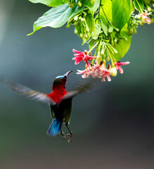 Crimson Sunbird Hovering for Nectar