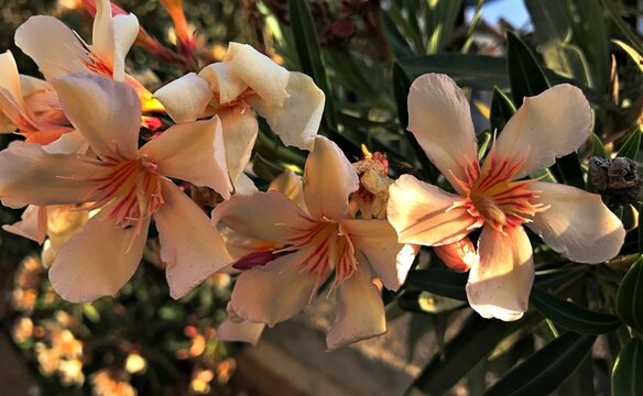 Creamy pinkish Laurel Blossom. Laurel Flower isolated in Bloom. Laurel Flower Closeup. Creamy pinkish flowers blooming in spring time. Nerium oleander isolated, zoomed. white pinkish flower background