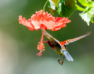 Crimson Sunbird Hovering for Nectar