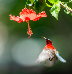 Crimson Sunbird Hovering for Nectar