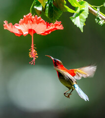 Crimson Sunbird Hovering for Nectar