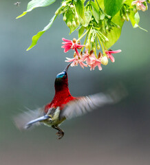 Crimson Sunbird Hovering for Nectar