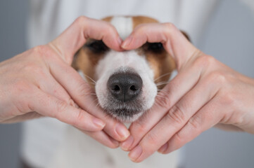 Owner holds her hands in the shape of a heart near the face of her Jack Russell Terrier. 