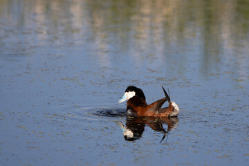 Male Ruddy Duck shows off his breeding plumage in a marshy pond in Alamosa National Wildlife Refuge in southern Colorado