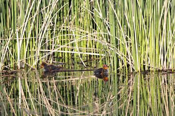 Two Coot fledgling chicks with beautiful reflections in a cattail marsh in Alamosa National Wildlife Refuge in southern Colorado