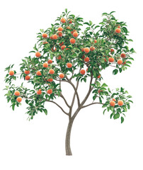 Obraz premium Harvesting oranges from a lush tree in a sunny orchard nature photography outdoor serenity close-up view