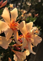 Creamy pinkish Laurel Blossom. Laurel Flower isolated in Bloom. Laurel Flower Closeup. Creamy...