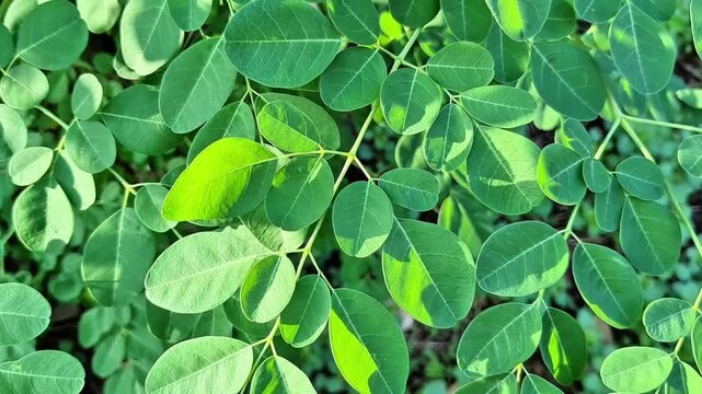 health benefits of moringa oleifera leaves, fresh moringa leaves for cooking, moringa tree
