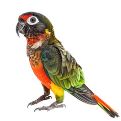Conure bird side view full body isolate on transparent background
