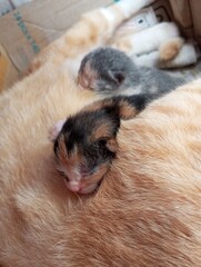 Cats are born funny, kittens are sleeping with their mother
