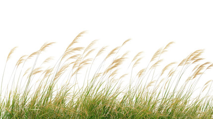 Fototapeta premium Gentle breeze action in nature's landscape tall grass swaying calm environment serene viewpoint tranquility concept