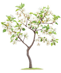 Obraz premium Blossoming apple tree nature garden plant photography springtime serenity close-up view organic beauty