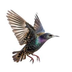 Obraz premium Starling bird fly full body isolate on transparent background