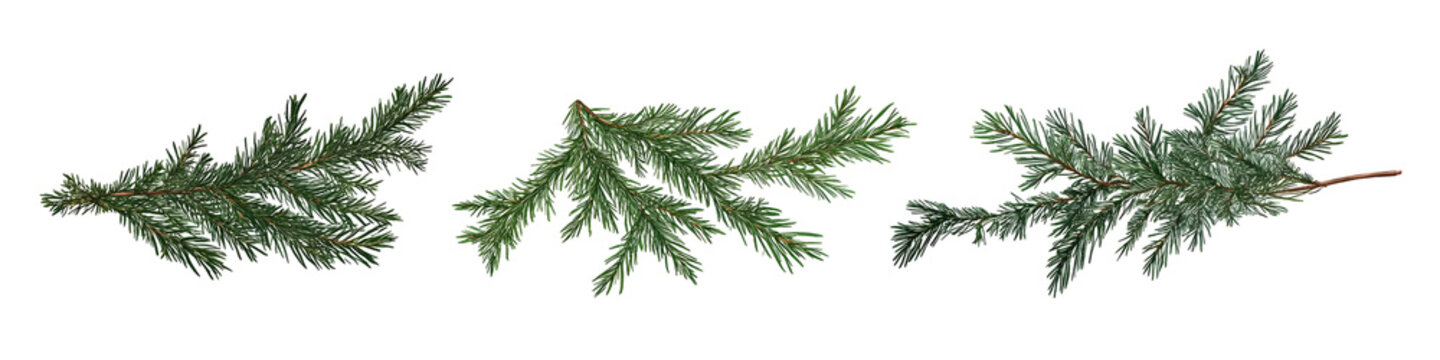 Elegant Christmas Tree Branches Isolated on Black Background for Holiday Designs