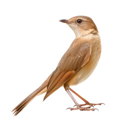Fototapeta premium Nightingale bird front view full body isolate on transparent background