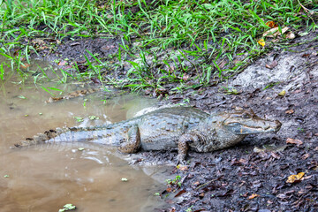 Spectacle Caiman on river bank