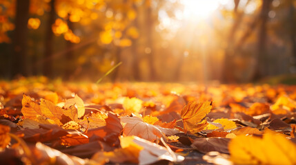 Colorful foliage in the park. Falling leaves natural background .Autumn season concept. Abstract autumn background
