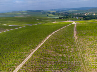 View on green premier and grand cru vineyards, rows of pinot noir and meunier grapes in Lal de...
