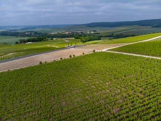 View on green premier and grand cru vineyards, rows of pinot noir and meunier grapes in Lal de...