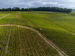 View on green premier and grand cru vineyards, rows of pinot noir and meunier grapes in Lal de...