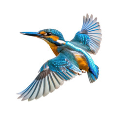 Naklejka premium Kingfisher fly full body isolate on transparent background