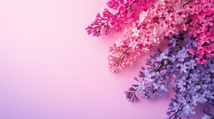 Fototapeta premium A vibrant pink and purple lilac arrangement on a pink background with a copy space.