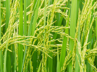 Close-up of healthy rice crops with vivid green leaves. Ideal for organic farming, Thai rice, or rural economy visuals.