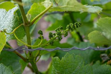 Late spring on premier and grand cru vineyards, pinot noir and meunier grapes in Lal de Livre, Champagne, France in May, young grapes close up