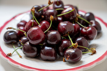 New harvest of fresh ripe dark red cherry berry from Provence, France close up