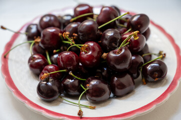 New harvest of fresh ripe dark red cherry berry from Provence, France close up
