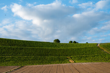View on pinot noir grapes growing on grand cru hilly vineyards near village Ay-Champange, Vallee de...