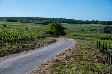 Young bunches of pinot noir grapes growing and forming on branch on grand cru hilly vineyards near village Ay-Champange, Vallee de la Marne, Champagne region, France, row of grape plants