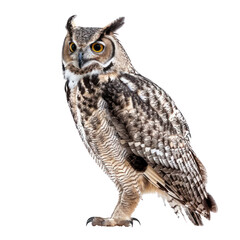 Fototapeta premium Owl side view full body isolate on transparent background