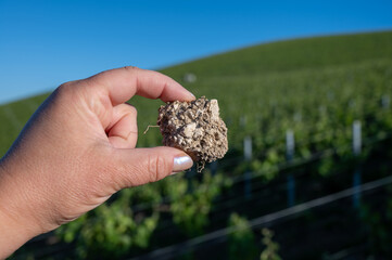 Chalky substrate soil provides excellent drainage,  soil sample from grand cru hilly vineyards in...