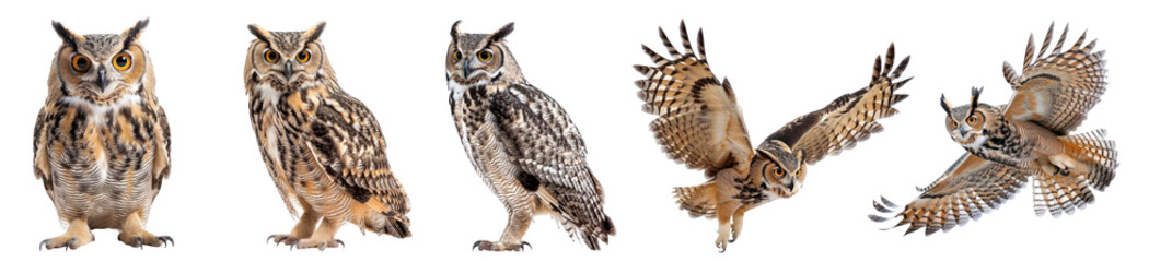 Collection of Owl fly full body isolate on transparent background