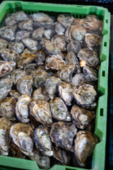 Boxes with oysters in basins or pools with ready-for-sale living Zeeuwse creuse oysters harvested at Oosterschelde on seashells breeding farm in Zeeland, Yerseke, Netherlands